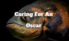 Caring For An Oscar Fish