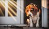 Can A Beagle Really Be Left Alone Indoors?