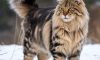 Maine Coon Cats Care: Essential Tips for Their Well-Being