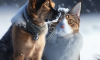 Protecting Pets in Cold Weather: Essential Tips to Follow