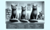 Cat Behaviour Guide: Expert Tips from Jackson Galaxy