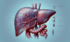 Liver Blood Test: Comprehensive Analysis Available in Tewkesbury