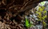 Belizean Caves: Discovering Archaeology, Climate, and Wildlife