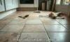 Grout Cleaning Services Now Offered in Battersea