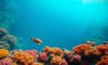Great Blue Hole Belize: Essential Guide for Divers and Snorkelers