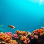 Great Blue Hole Belize: Essential Guide for Divers and Snorkelers