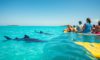 Whale Shark Swimming in Belize: Top Tips and Timing