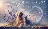 Natural Perfume Alternatives for Pets: Safe Choices