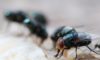 Maggots Extermination Tips for Sydney Homes