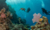 Belize Barrier Reef: Your 2025 Diving and Snorkeling Paradise
