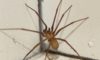 Effective Spider Pest Control Strategies and Challenges