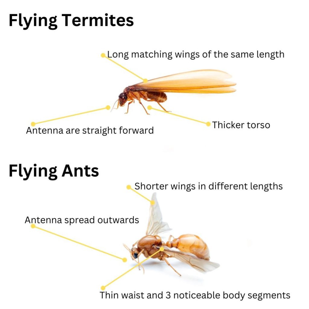 Flying Termites: Importance and How to Respond to Them